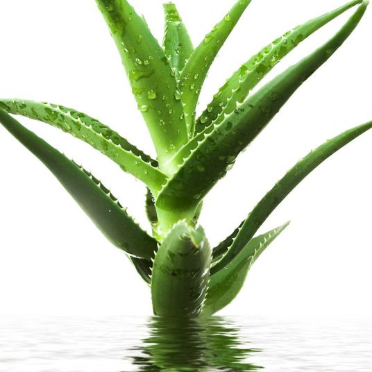 Aloe For The Soul