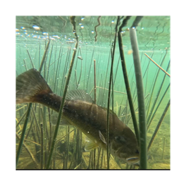 Beyond Fishing