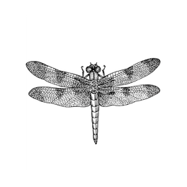 Catch the Dragonfly
