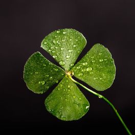 Clover Fields