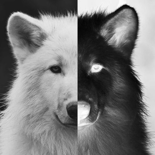 GeminiWolf