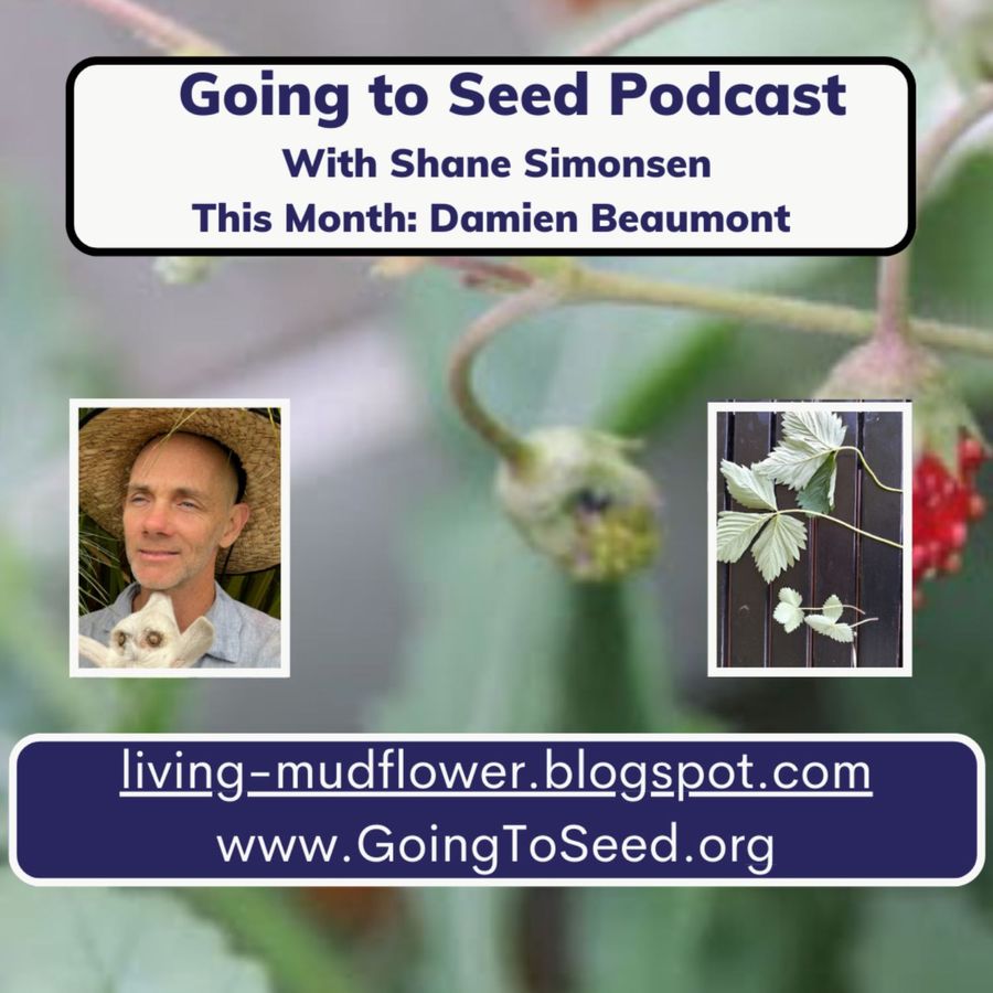 The Going to Seed Podcast - Shane Simonsen talks to Damien Beaumont ...