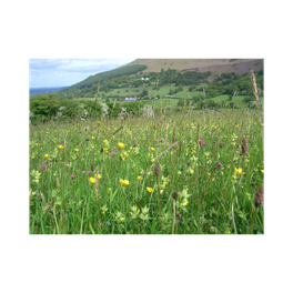 Meadow Matters
