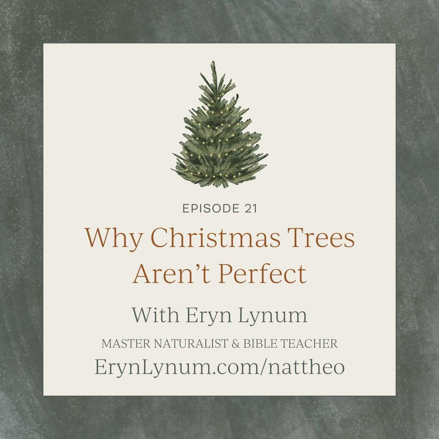 Nat Theo Nature Lessons Rooted in the Bible Why Christmas Trees Aren