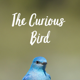 The Curious Bird