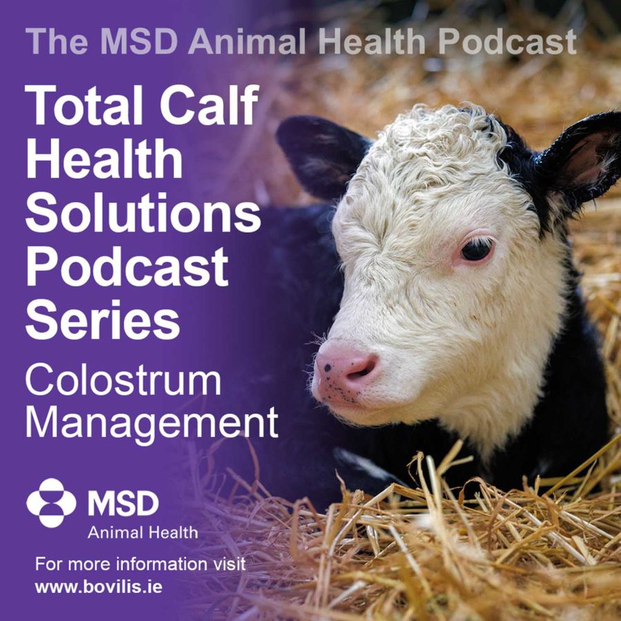 The MSD Animal Health Podcast - Total Calf Health Solutions Podcast Series  - Colostrum Management 