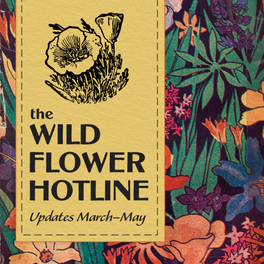 The Wild Flower Hotline